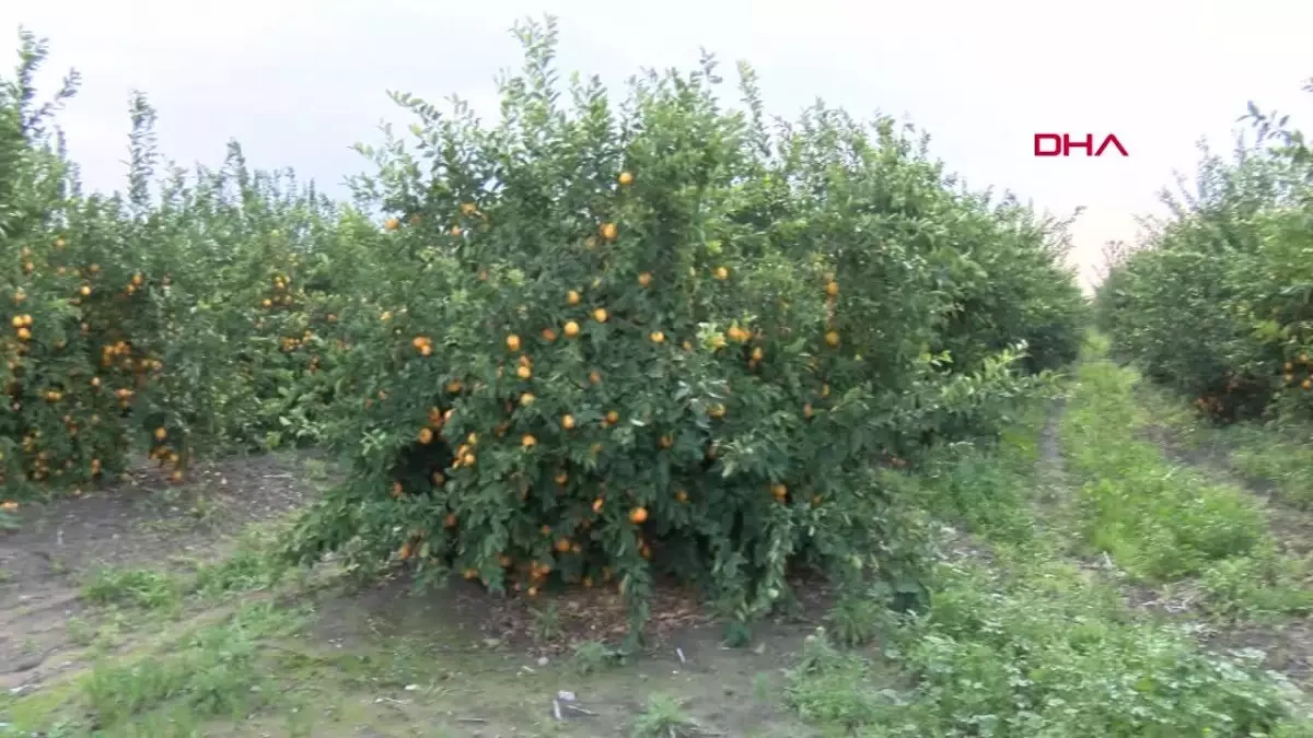 Adana\'da Limon Üreticileri Üzgün: Limonlar Dalında Kaldı