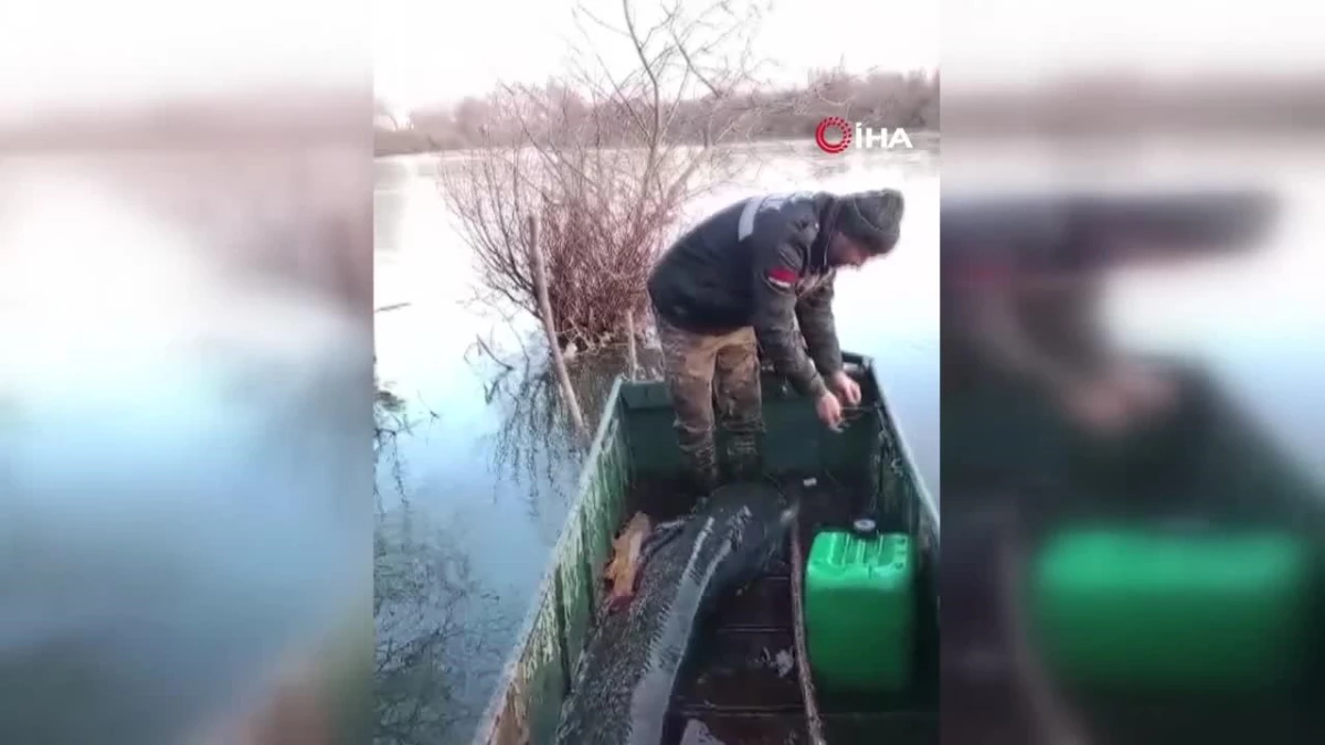 Meriç Nehrinde Dev Yayın Balığı Yakalandı