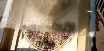 Zeytinde hasat sona erdi, rekolte düşük olsa da fiyatlar üreticinin yüzünü güldürdü