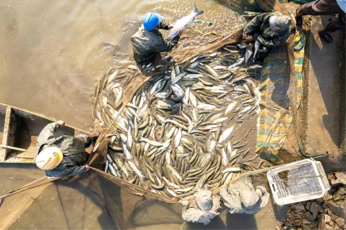 Çin\'in Hunan eyaletinde yoğun kış balığı sezonu yaşanıyor