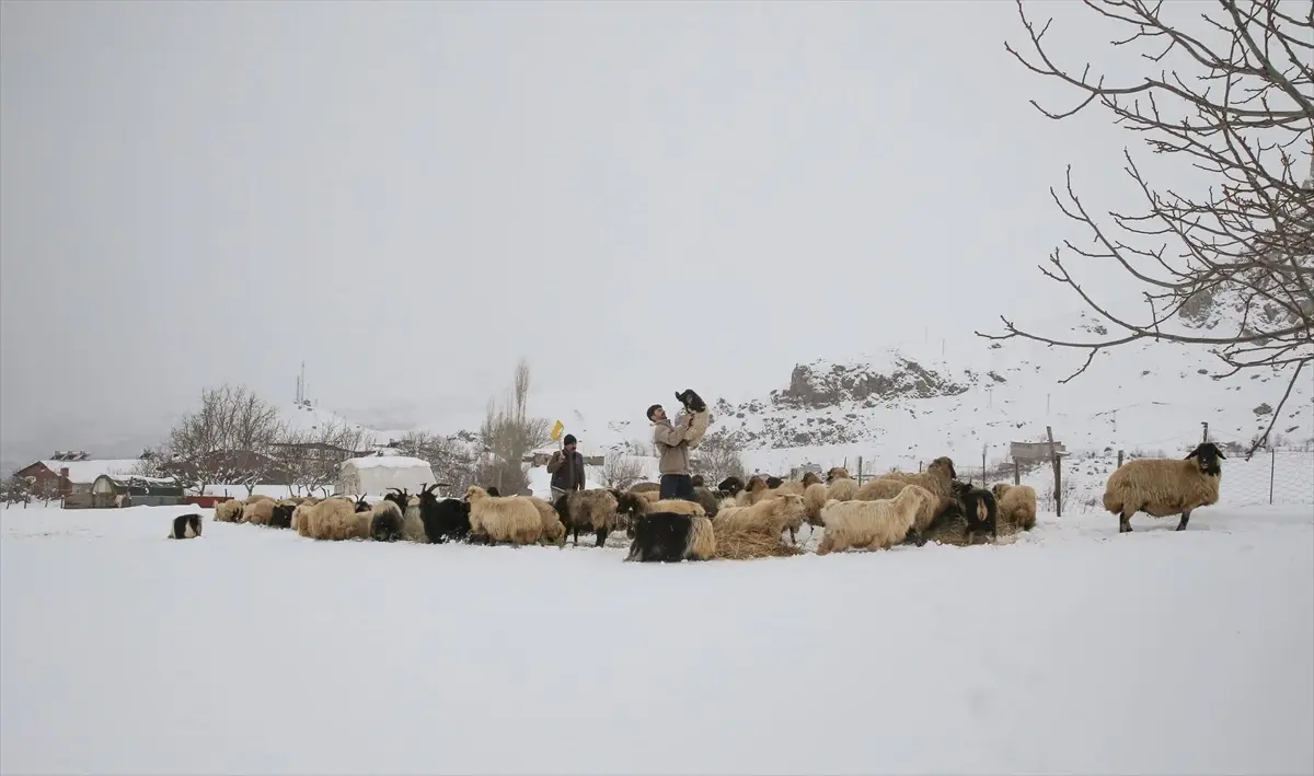 Hakkari\'de Kar Altında Hayvan Besleme Çabası