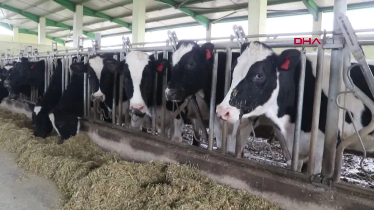 MAKÜ, Türkiye\'de Süt Sığırcılığı İşletmelerinin Standartlarını Belirleyen ve Belgelendiren İlk ve Tek Yetkili Kurum Oldu