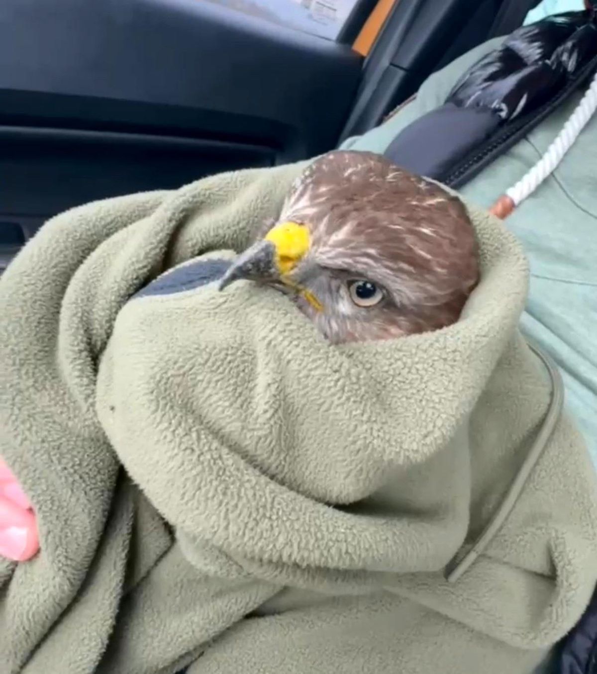 TEM Otoyolu\'nda Yol Ortasında Duran Şahin Vatandaşlar Tarafından Kurtarıldı