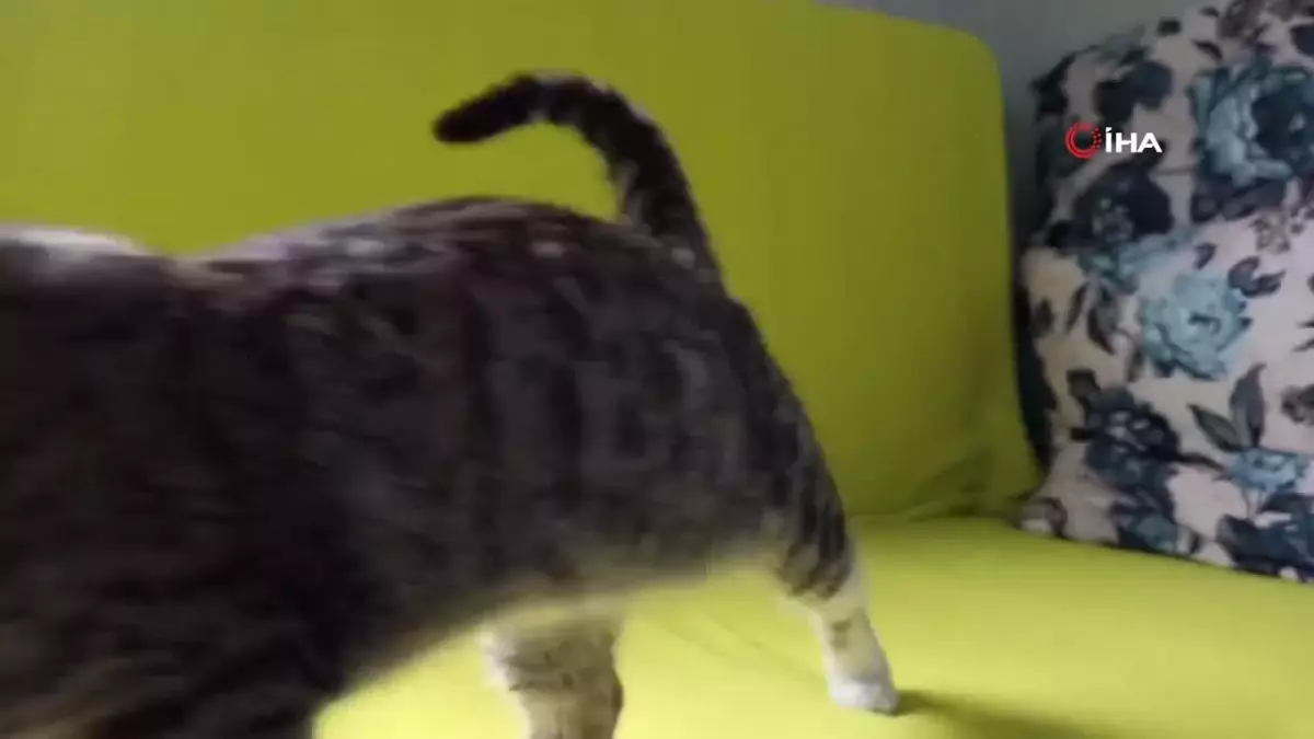 73 yaşındaki Şaziye Teyze, konteyner evinde kedileriyle yaşamını sürdürüyor