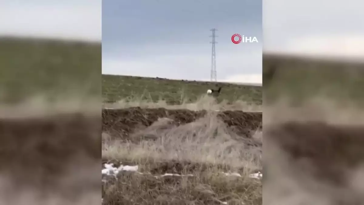 Bayburt\'ta nadir görülen karaca tek başına dolaşırken görüntülendi