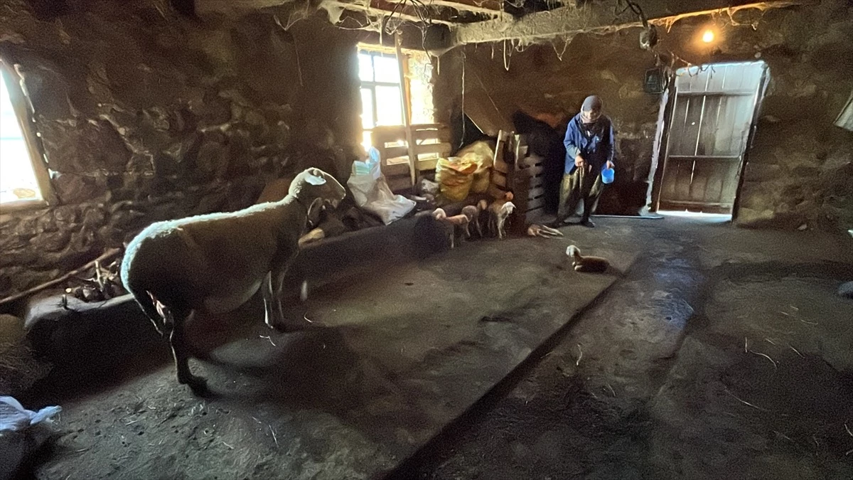 Çanakkale\'de bir çiftçiye ait koyun 6 kuzu doğurdu