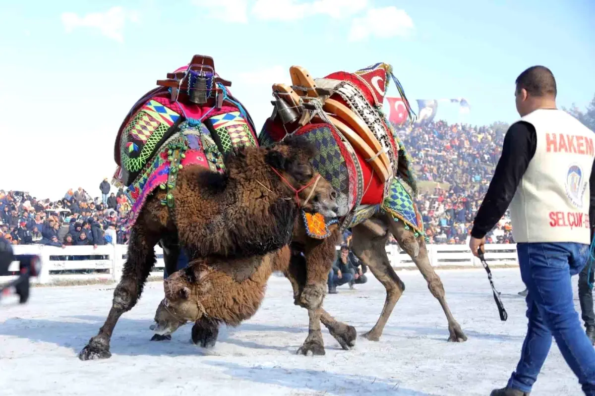 Uluslararası Deve Güreşleri Festivali Selçuk\'ta Başlıyor