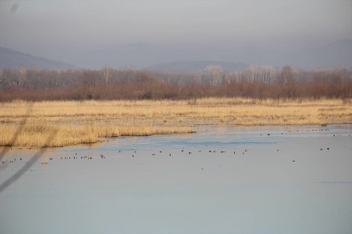 Düzce Efteni Gölü Kuş Cenneti\'nde 2 bin 111 kuş kaydedildi