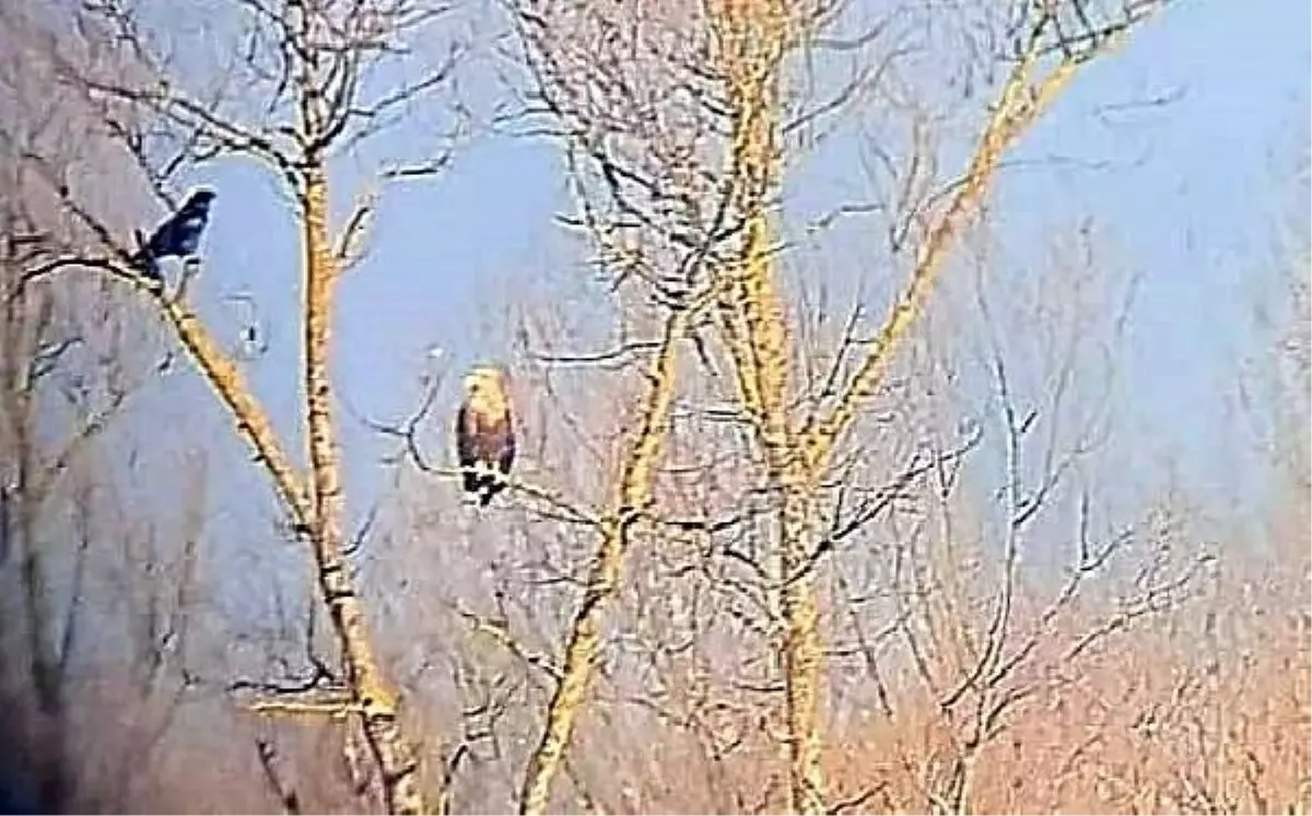 Efteni Gölü'nde Su Kuşu Sayımı Yapıldı