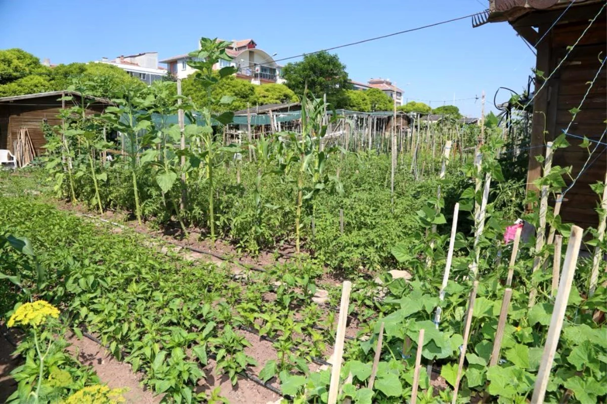 Odunpazarı Belediyesi\'nden Hobi Bahçeleri İçin Başvurular Başladı