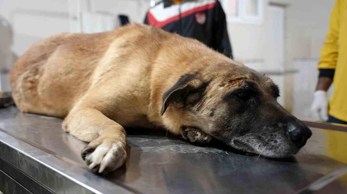Mersin\'de Kamyonetin Ezdiği Köpek Yaralı Kurtuldu