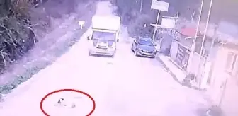Kamyonetin Çarptığı Köpek Yaralandı