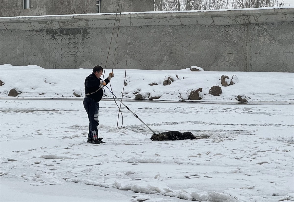 Ağrı\'da buzla kaplı Murat Nehri\'nde mahsur kalan köpek itfaiye ekipleri tarafından kurtarıldı