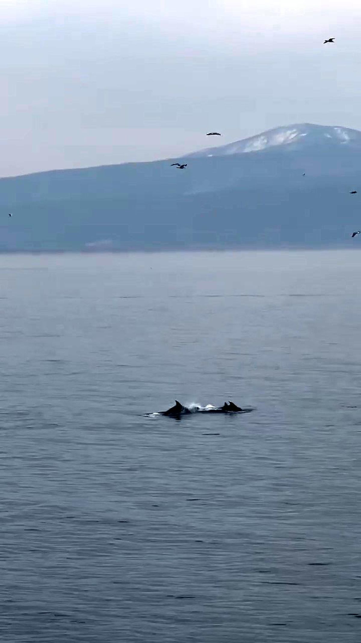 Mudanya\'da Yunus Balıklarının Deniz Gösterisi