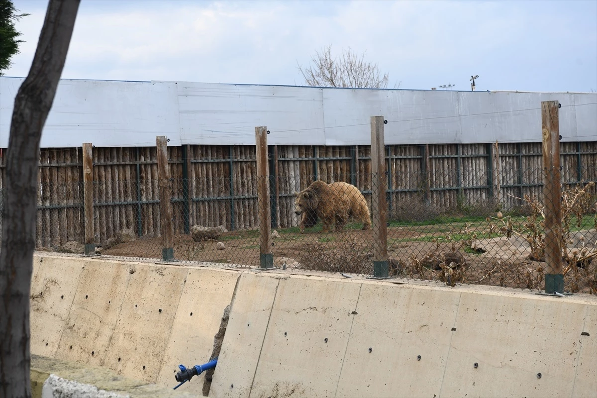 Kayseri Büyükşehir Belediyesi Hayvanat Bahçesinde Temizlik ve Tadilat Çalışmalarına Başladı