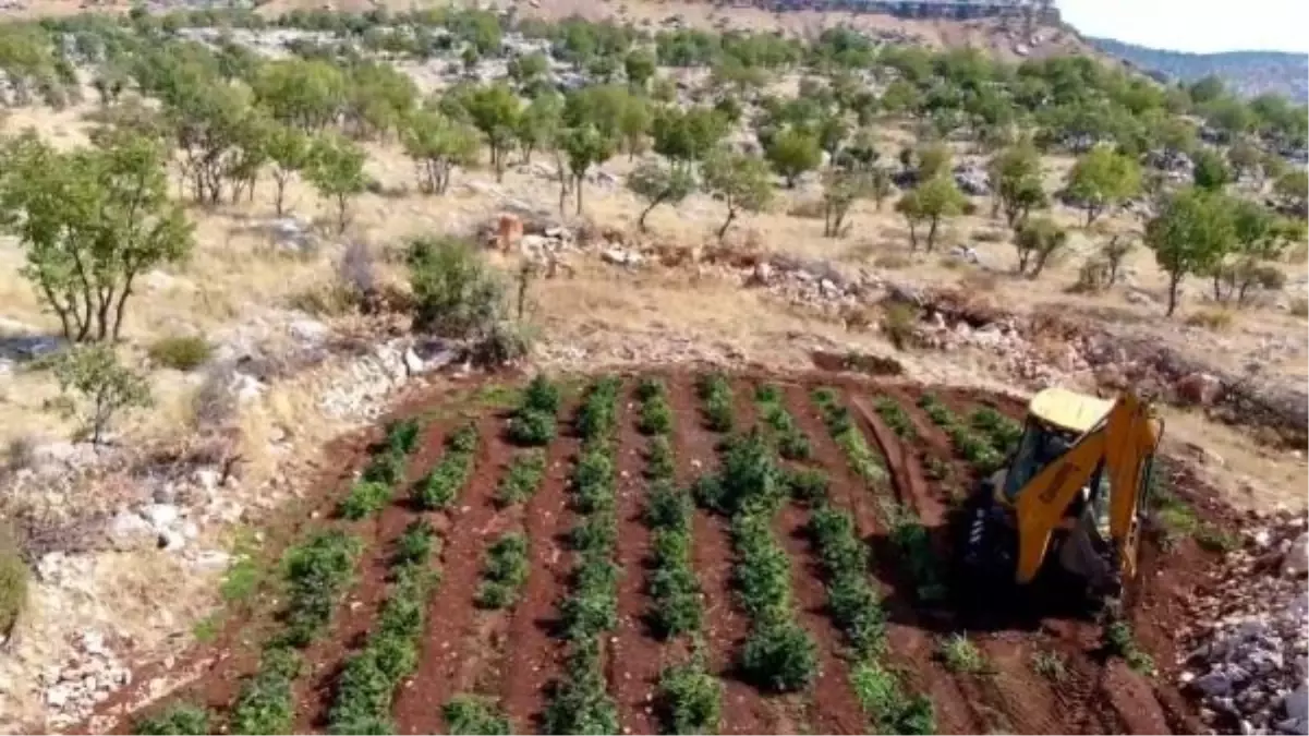 Diyarbakır'da 23 Ton Uyuşturucu Madde İmha Edildi