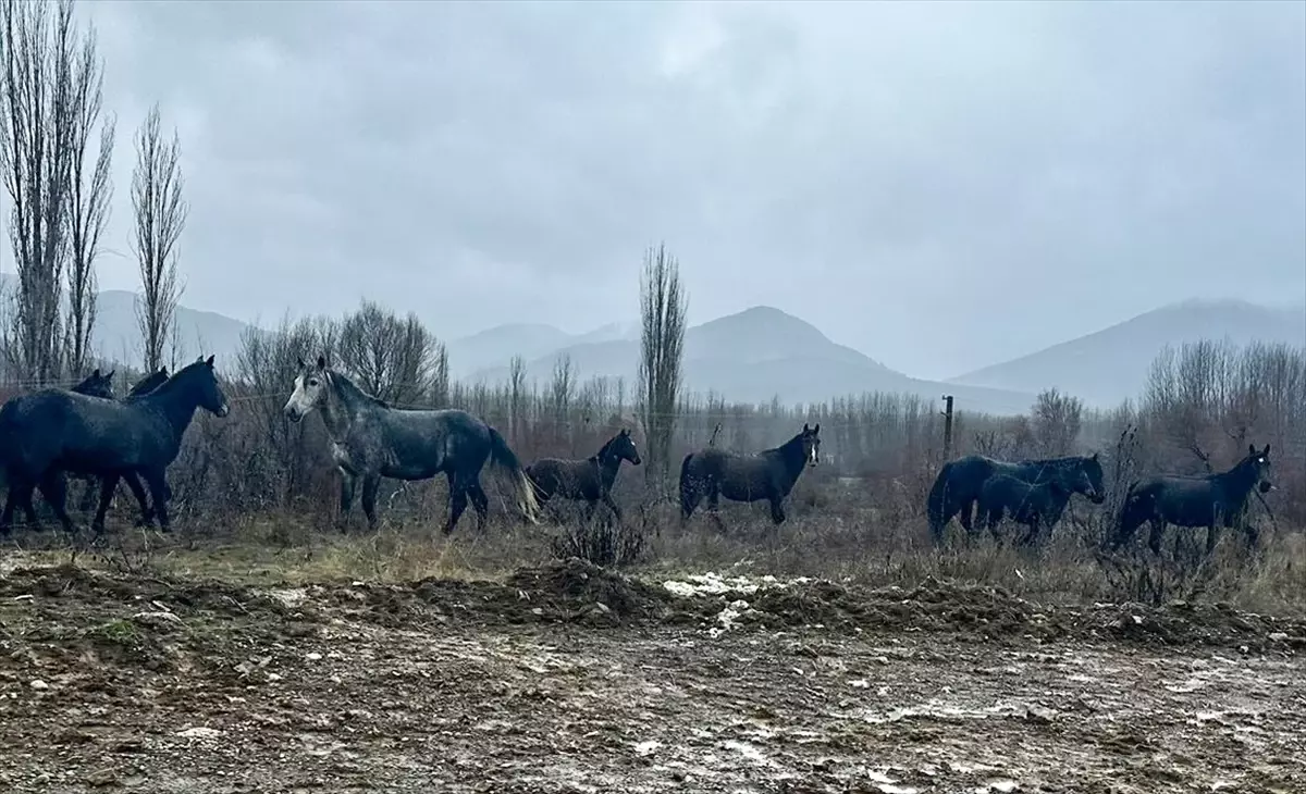 Isparta'nın Aksu ilçesinde kış aylarında yiyecek arayan yılkı atları yerleşim yeri yakınında görüldü