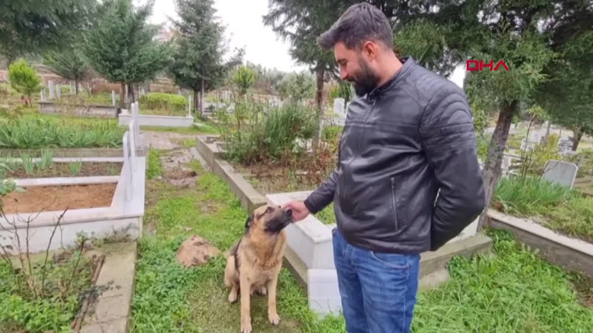Babaannesinin Mezarının Başında Kaybolan Köpek Bulundu