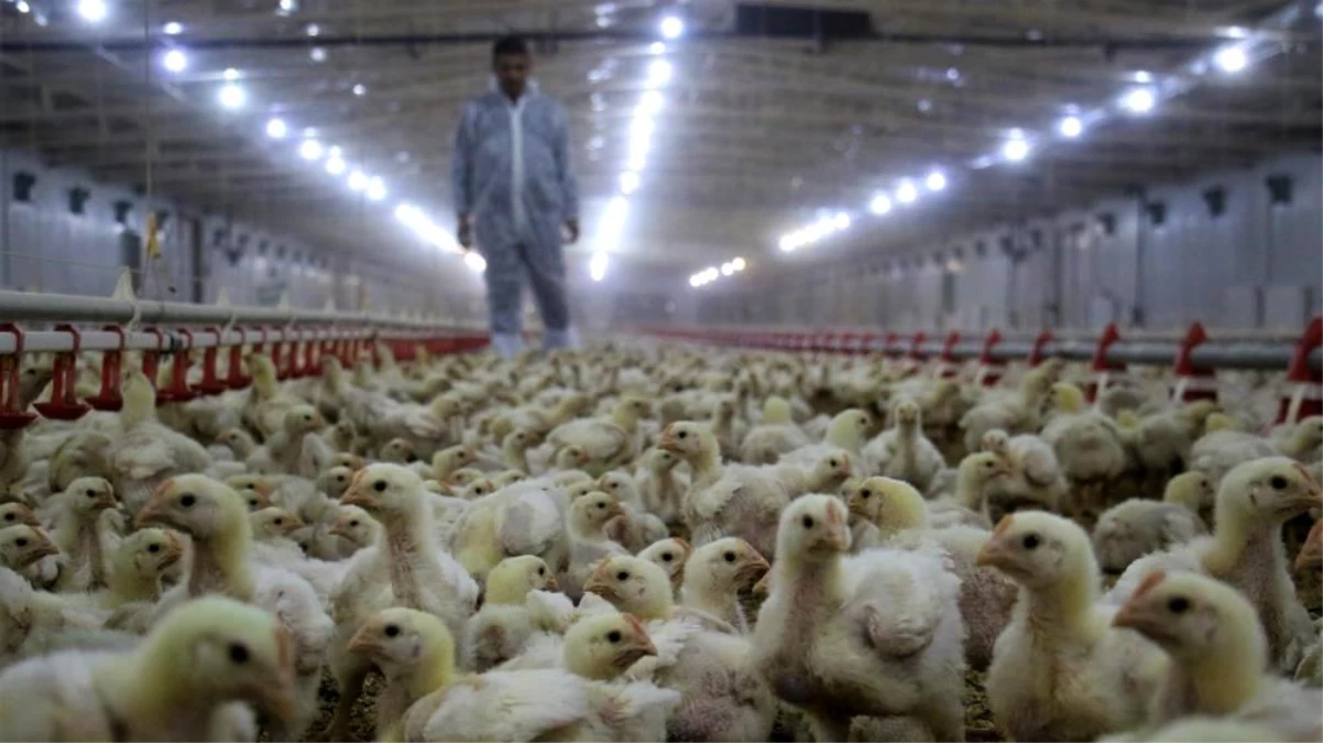 Tavuk Yumurtası Üretimi Kasım Ayında Yüzde 2 Azaldı