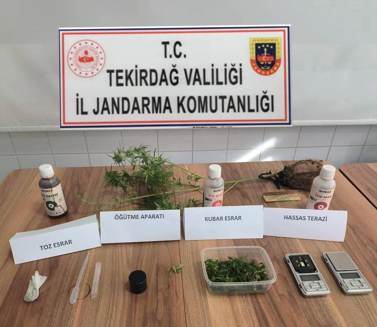 Tekirdağ\'da Kenevir Yetiştiren Şüpheli Gözaltına Alındı