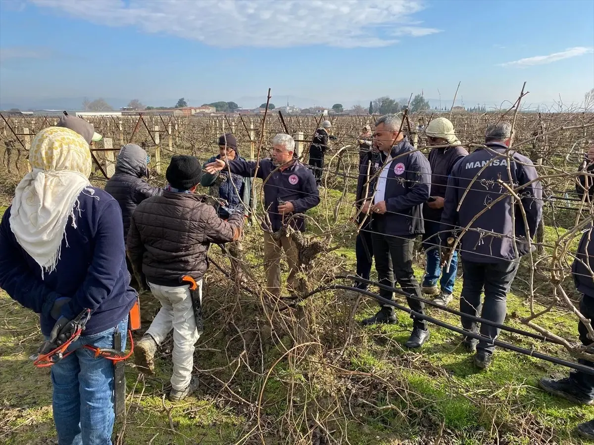 Akhisar\'da çiftçilere budama işlemleri hakkında eğitim verildi