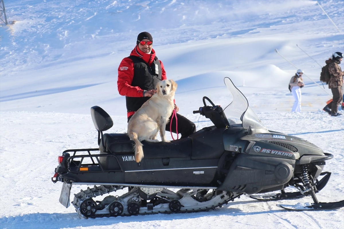 Barınaktan sahiplenilen Hera, Palandöken Kayak Merkezi\'nde arama kurtarma köpeği olarak görev yapıyor