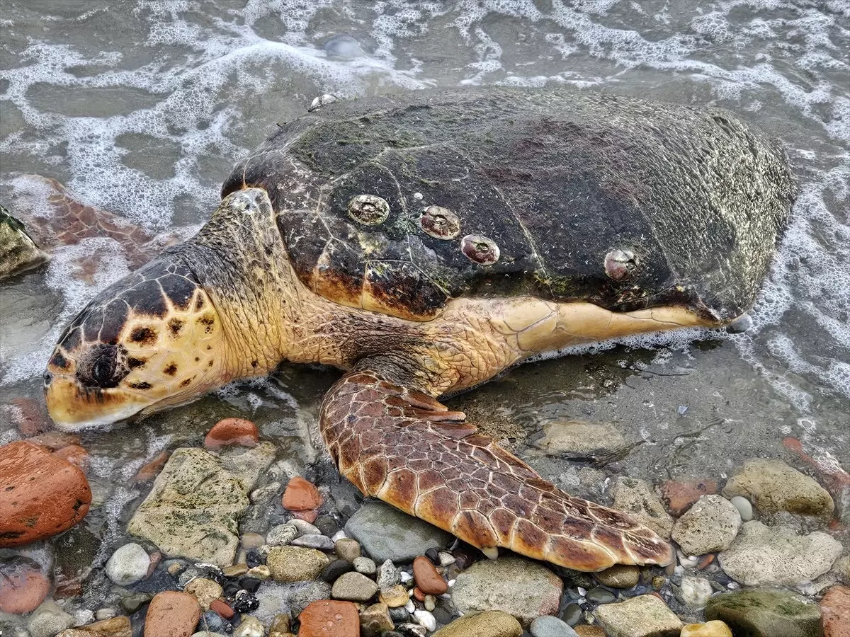 Çanakkale\'nin Eceabat ilçesinde ölü caretta caretta bulundu