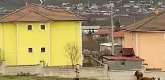 DÜZCE'de 3 Tosunun Saldırısına Uğrayan Adamı Kadın Sopayla Kurtardı