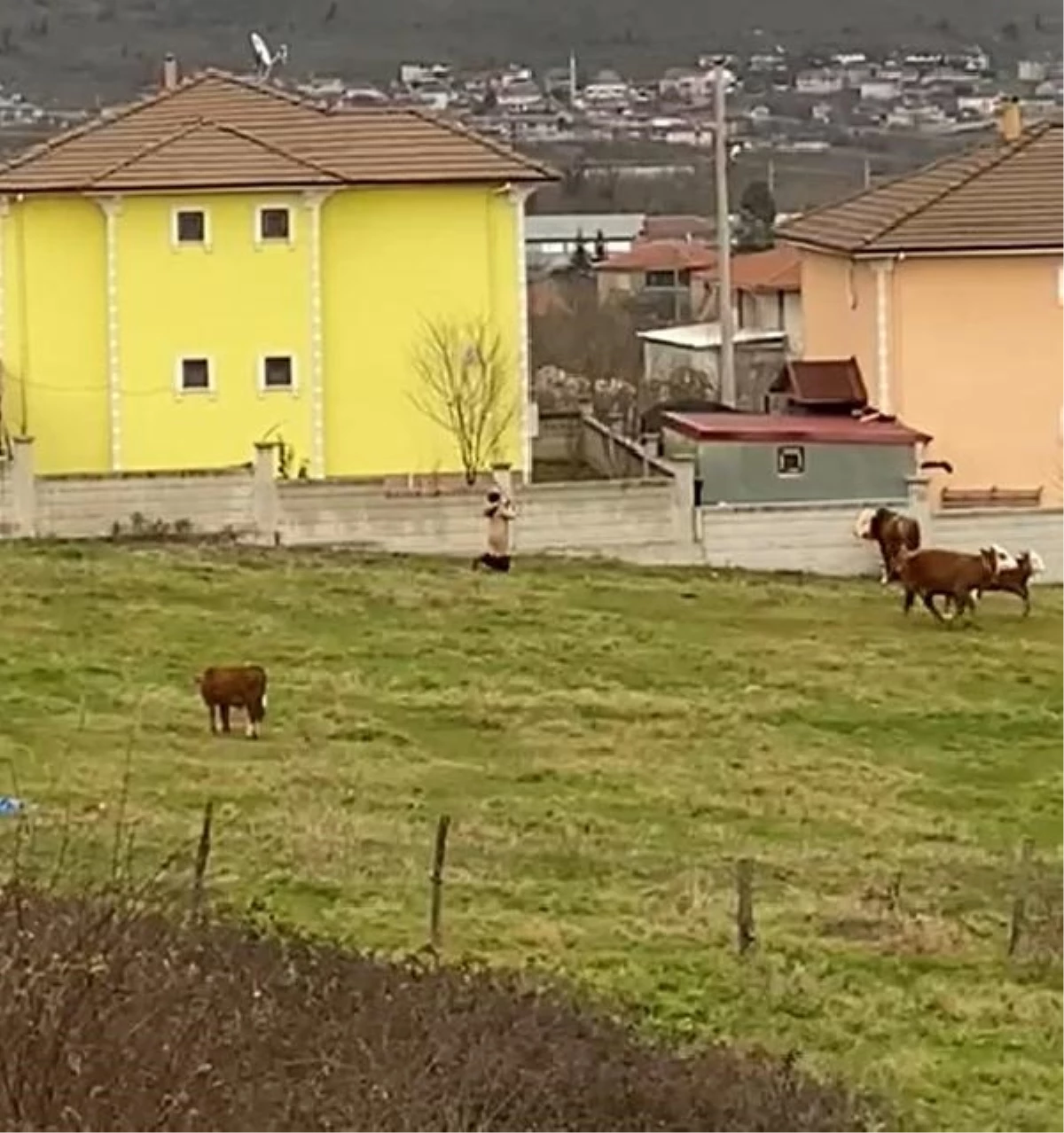 DÜZCE\'de 3 Tosunun Saldırısına Uğrayan Adamı Kadın Sopayla Kurtardı