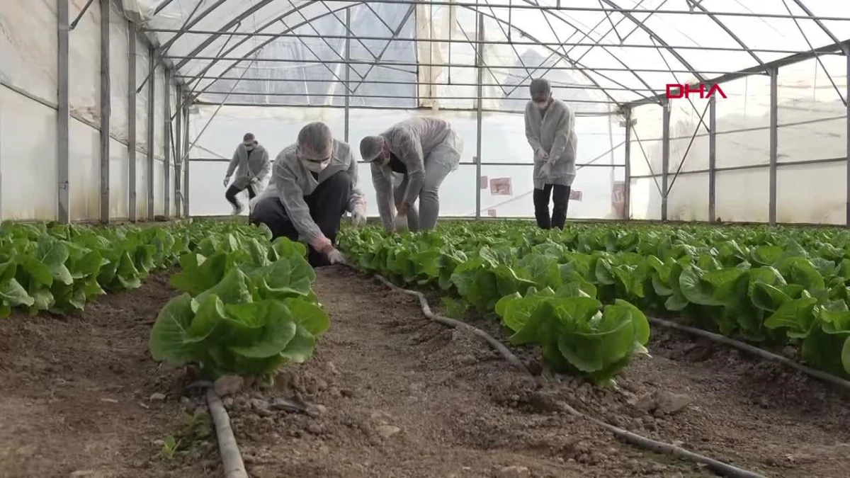 Konya\'da Meslek Lisesi Öğrencileri Tarım ve Hayvan Yetiştiriciliği İle Ülke Ekonomisine Destek Oluyor