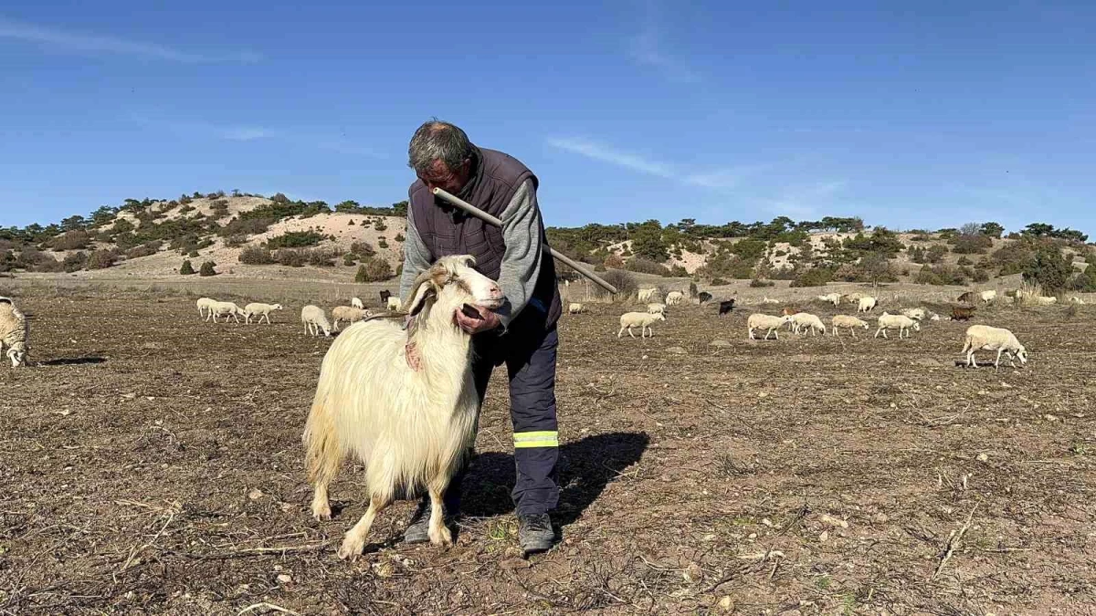 Eskişehir\'de Çobanlık Yapan Necati Yılmaz, Hayvanlarına Evladı Gibi Değer Veriyor