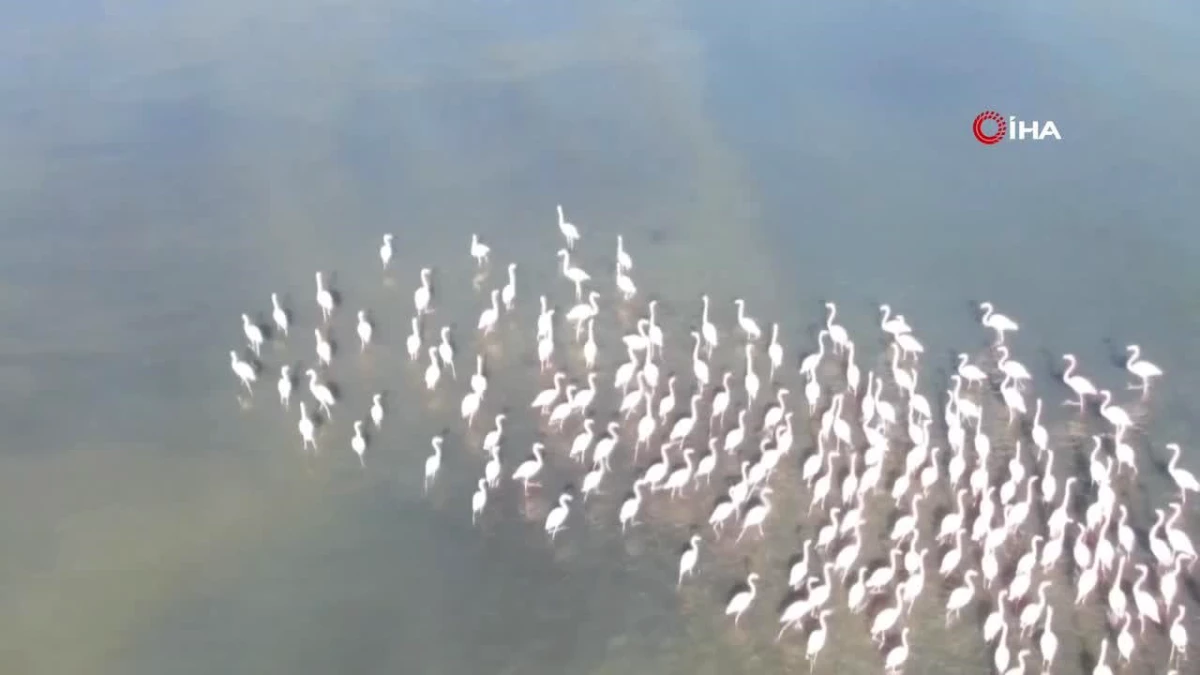 Flamingolar iklim değişikliğinde dolayı Van Gölü havzasını tercih etmeye başladı