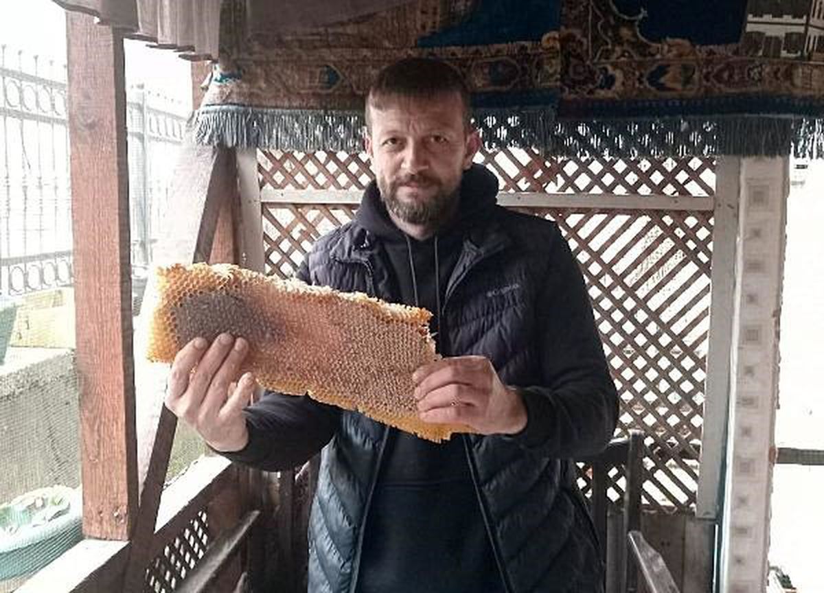Arılar Eski Bavulu Yuva Edinerek 60 Kilo Bal Yaptı