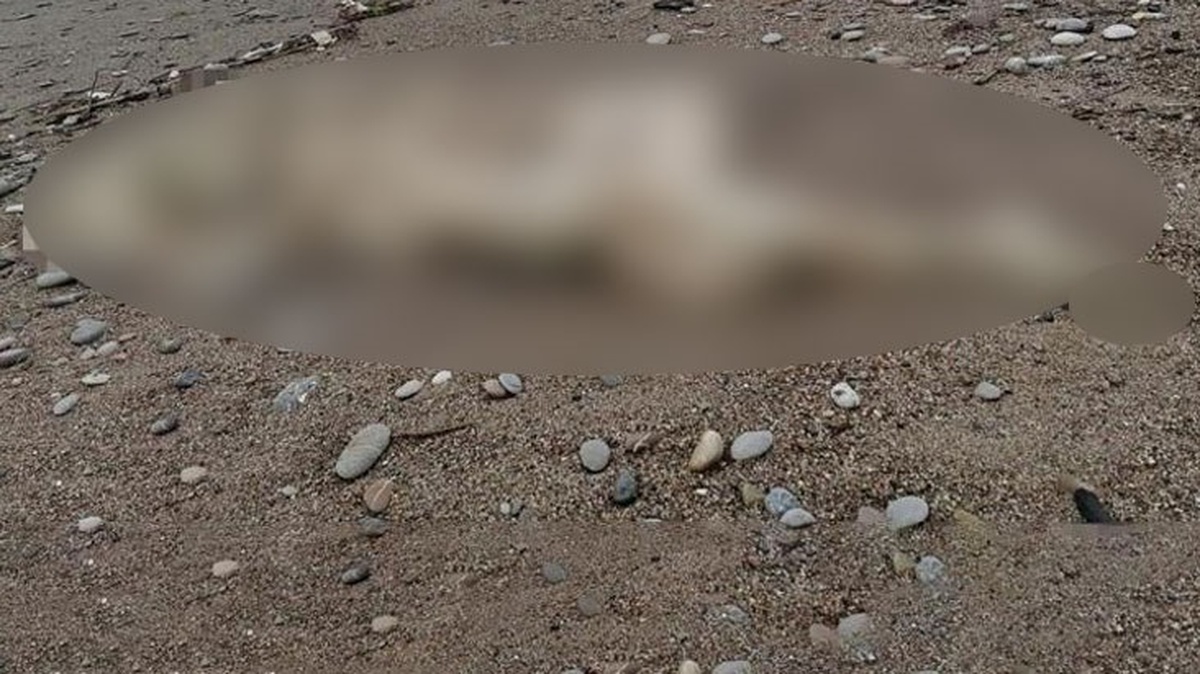 Manavgat sahilinde başı ve sağ kolu olmayan ceset bulundu