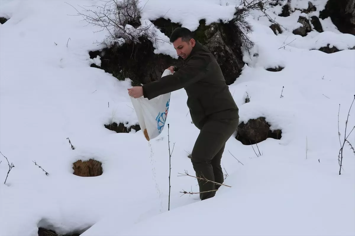 Siirt\'te Kar Altında Kalan Yaban Hayvanlarına Yem Bırakıldı