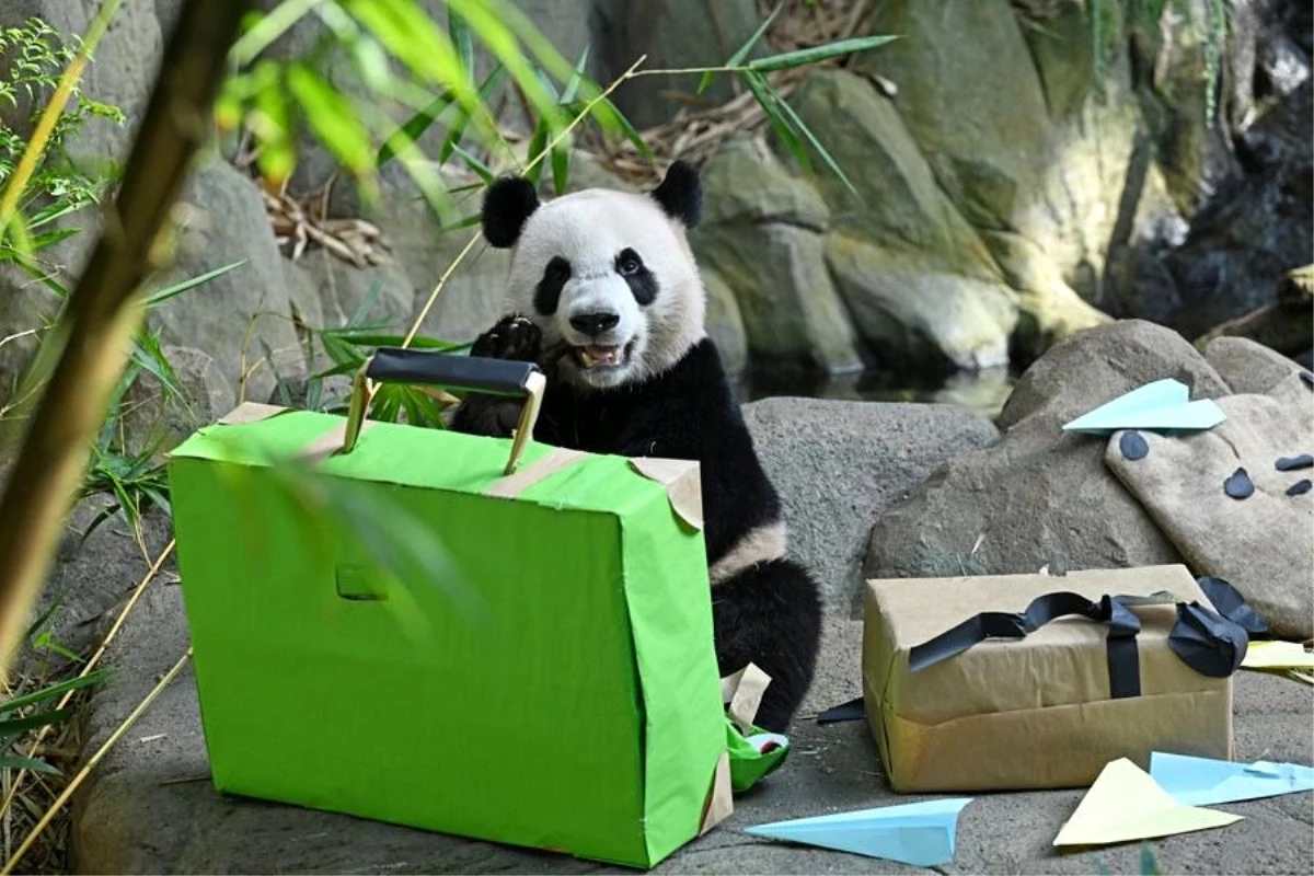 Singapur\'da doğan dev panda Le Le, Çin\'e döndü