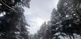 Tunceli ve Ardahan'da kar yağışı, Erzurum ile Ağrı'da soğuk hava etkili