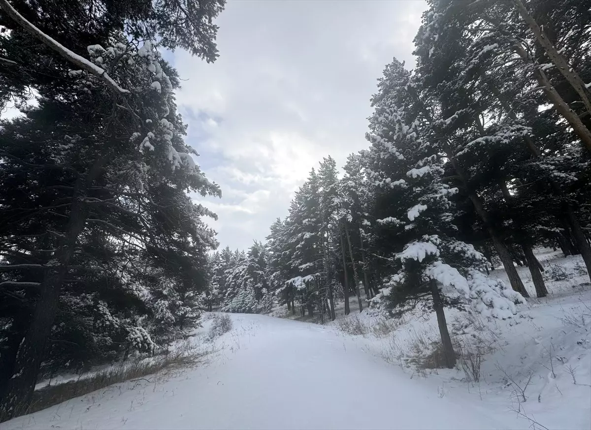 Tunceli ve Ardahan\'da kar yağışı, Erzurum ile Ağrı\'da soğuk hava etkili