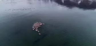 Van Gölü'nde Flamingoların Konaklaması Potansiyel Üreme Alanına Dönüşebilir