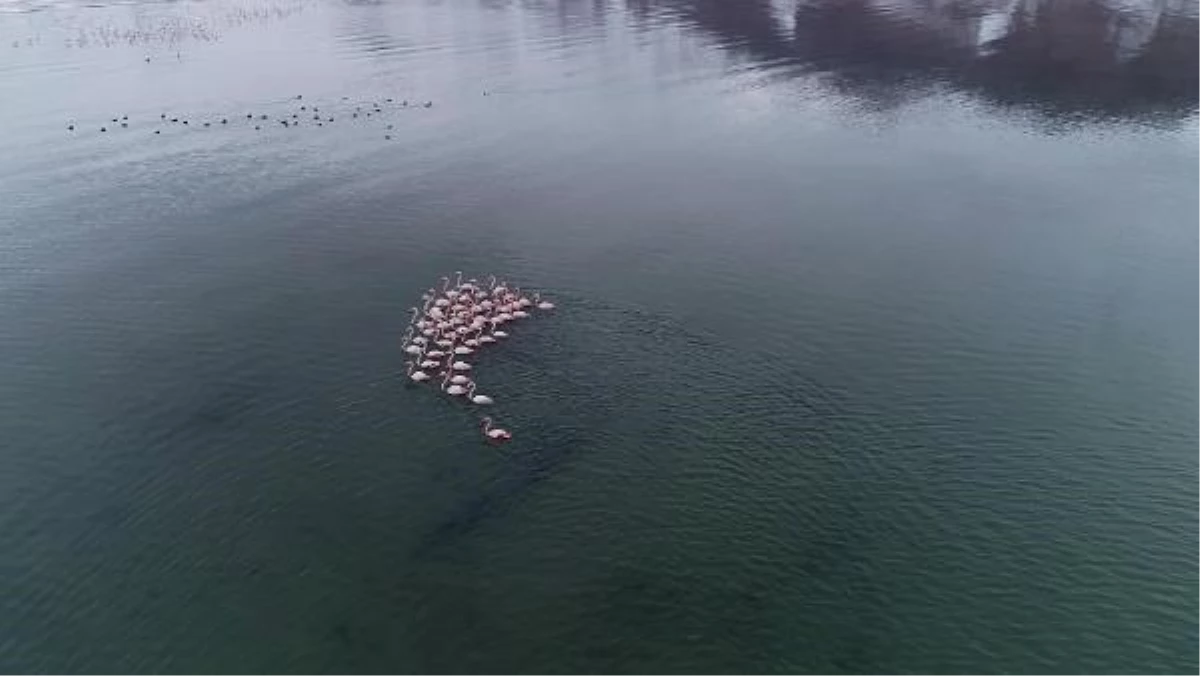 Van Gölü\'nde Flamingoların Konaklaması Potansiyel Üreme Alanına Dönüşebilir
