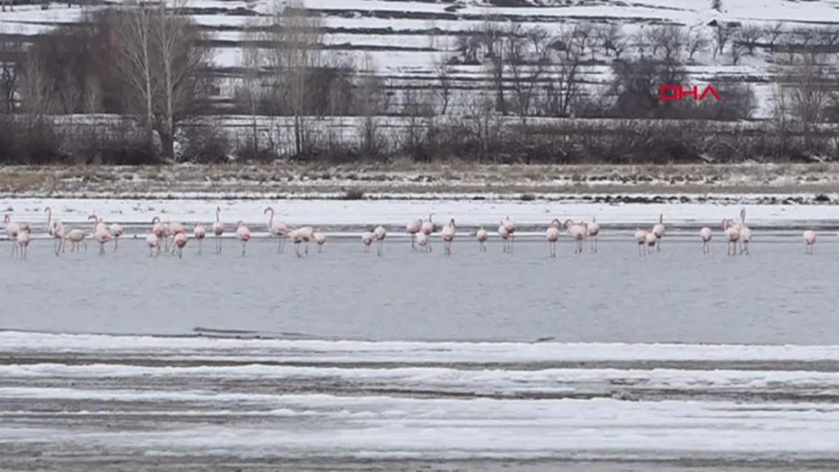 Van Gölü\'nde Flamingoların Konaklaması Potansiyel Üreme Alanına Dönüşebilir