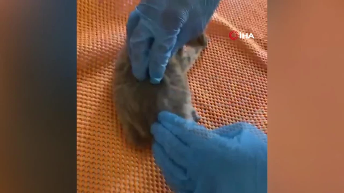 Yaralı halde bulunan yavru saz kedisi tedavisinin ardından doğaya geri salındı