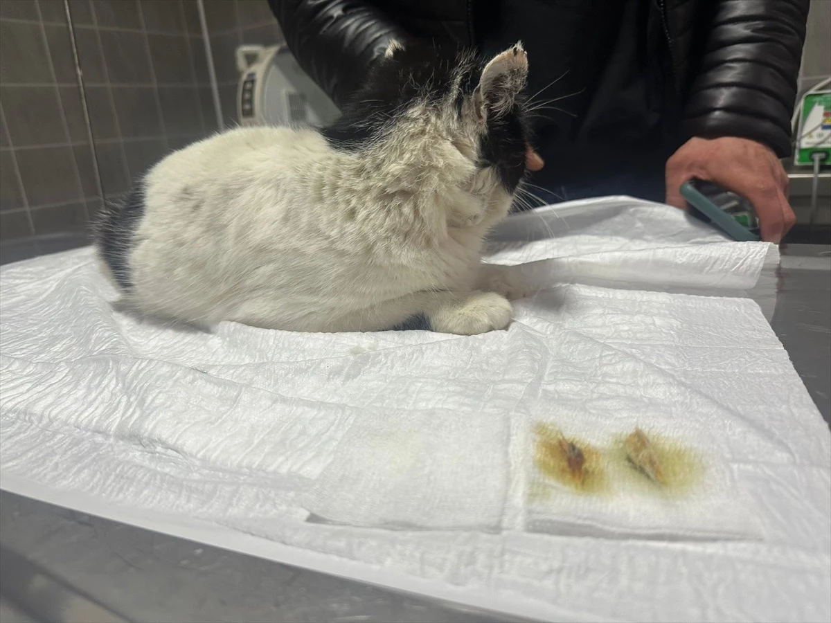 Bilecik\'te sahipsiz kedinin midesindeki tüy yumakları endoskopi ile alındı