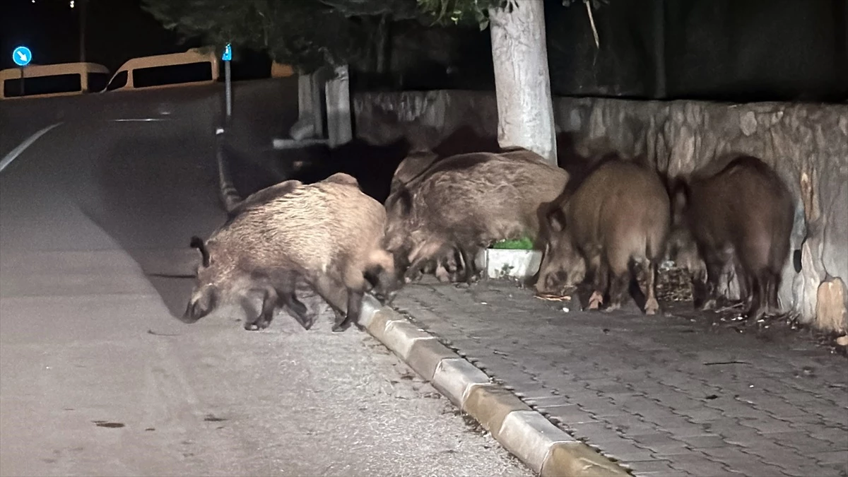 Muğla\'nın Bodrum ilçesinde aç kalan yaban domuzları kent merkezine indi