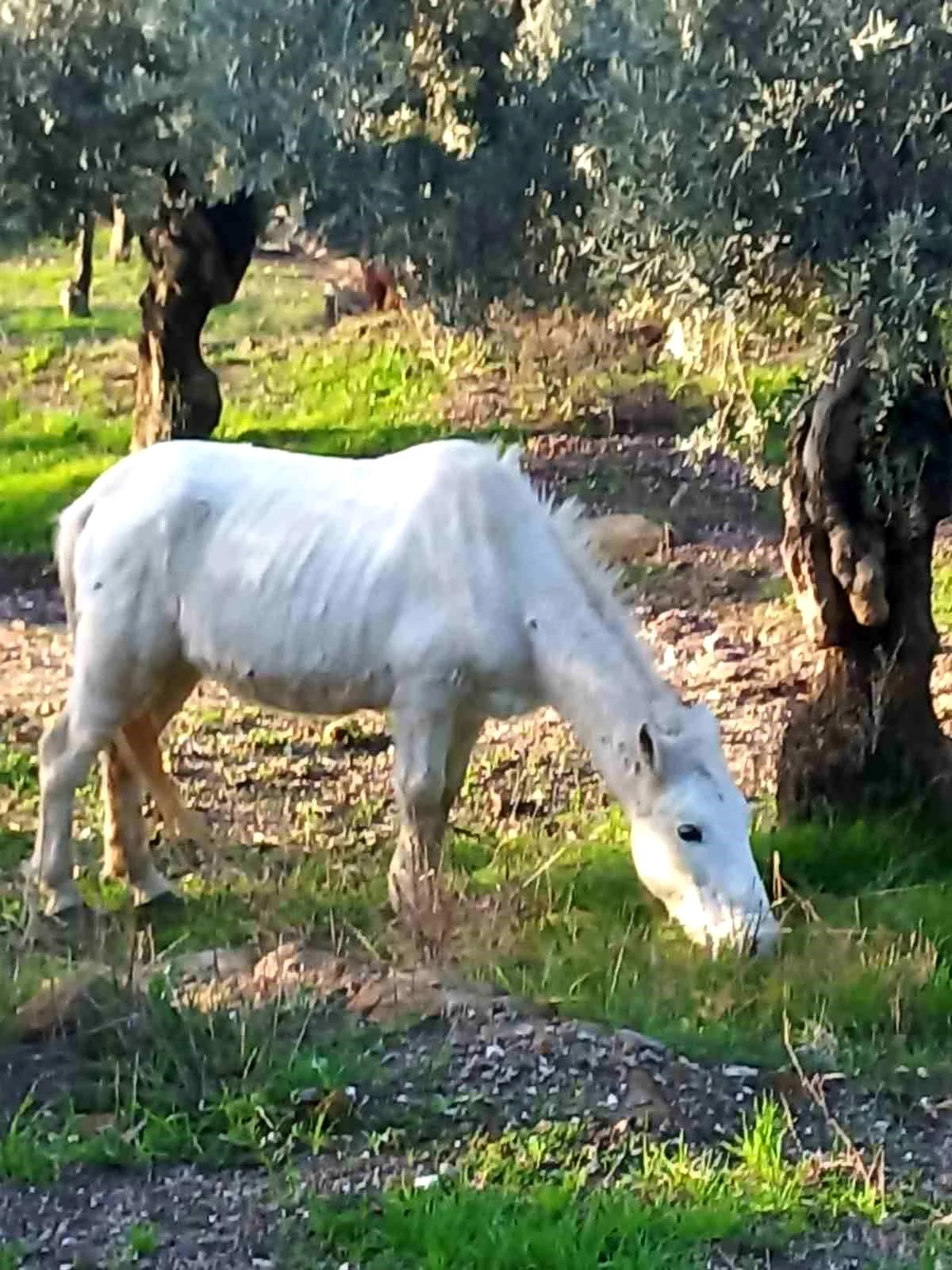 Aydın\'da doğaya salınan atlar tarlalara zarar veriyor
