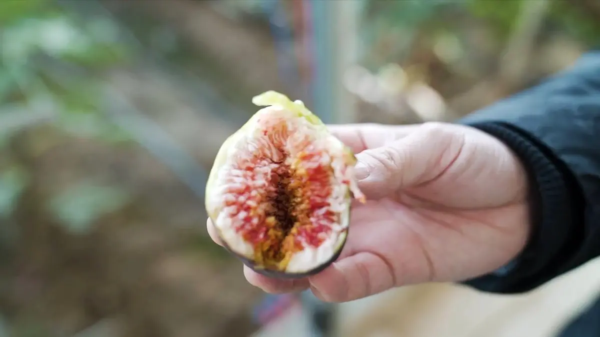 Çin\'de Artux kentinde incir yetiştiriciliği genişliyor