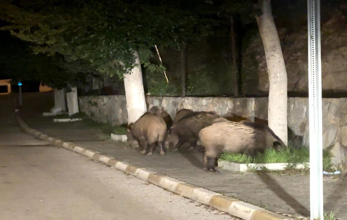 Muğla\'da Şehre İnen Domuzlar Görenleri Şaşırttı