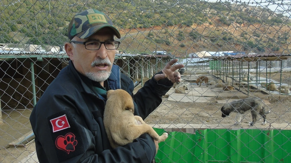 Gaziantep\'teki Hayvan Barınağında Köpeklere Müzik Terapisi Uygulanıyor