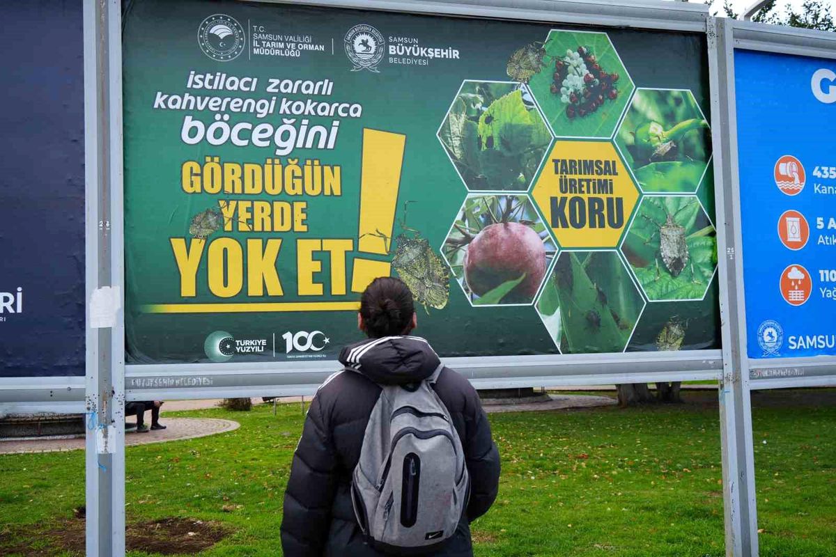 Samsun\'da Kahverengi Kokarca Böceği İle Mücadele Afişleri Asıldı