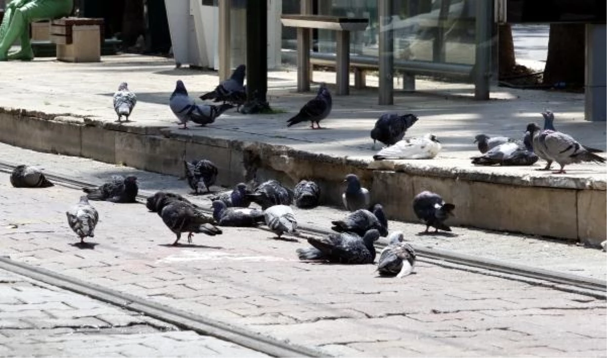 Meydanlarda beslenen güvercin ve kumrular, kuş gribi tehlikesini artırıyor